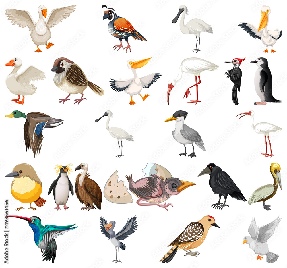 Fototapeta premium Different kinds of birds collection