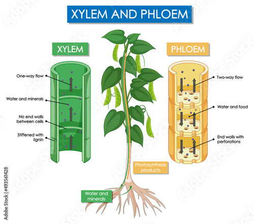 Diagram showing xylem and phloem plant photo