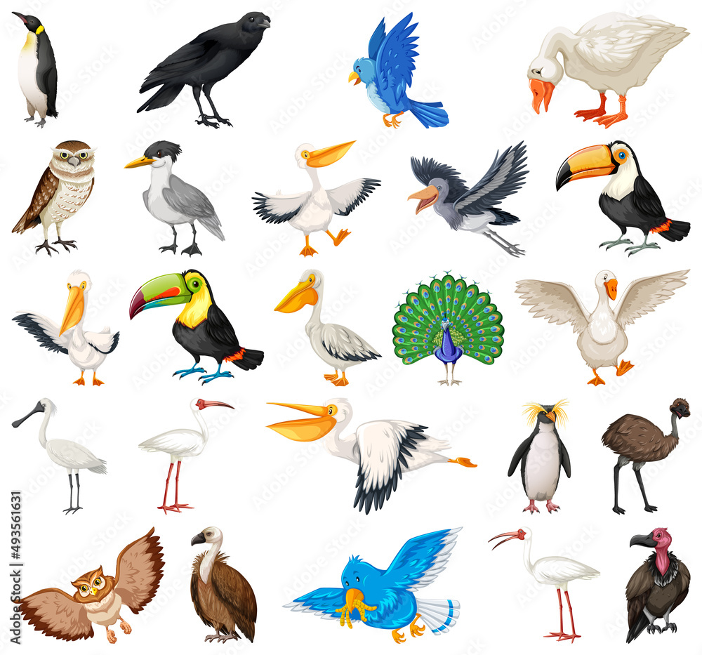 Naklejka premium Different kinds of birds collection