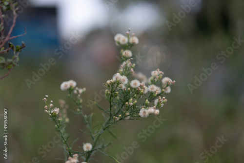 white flowers with blurred background