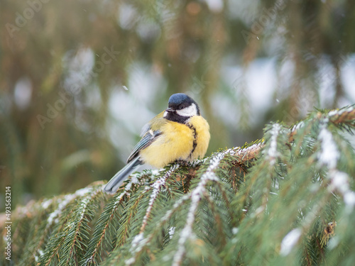 Cute bird Great tit, songbird sitting on the fir branch with snow in winter