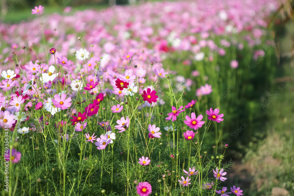 Naklejka premium Colorful cosmos bipinnatus blossom bloom growing in garden of park background