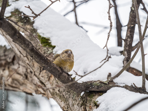 Red Crossbill female sitting on the tree branch and eats wild apple berries. Crossbill bird eats berries.