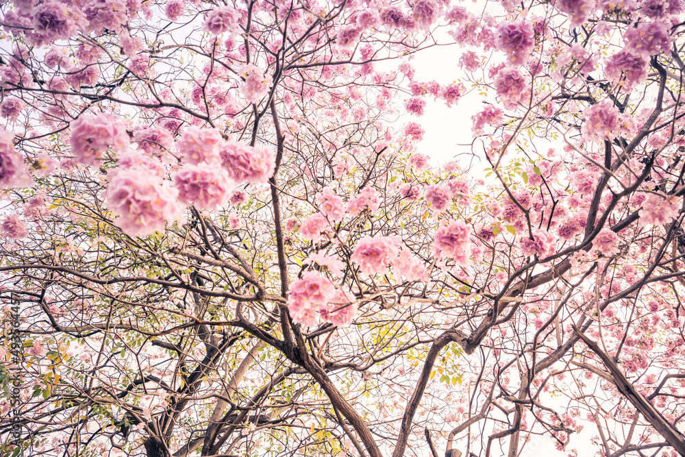 Beautiful of Pink trumpet trees or Tabebuia rosea flowers. Beautiful of Pink trumpet trees or Tabebuia rosea flowers.