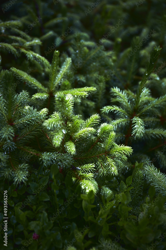 Beautiful ukrainian nature. Small branches of fresh pine with water drops in misty forest  during rainy day. Carpathian Mountains, Ukraine