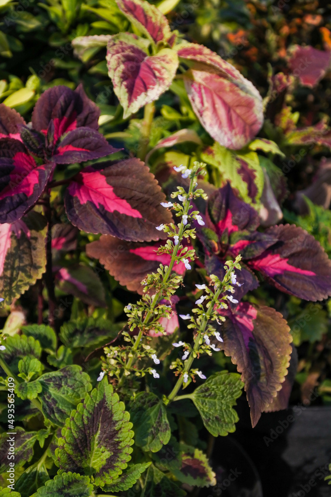colorful and bright flowers and leaves of the coleus plant (Plectranthus scutellarioides) in a dense coleus garden colorful and bright flowers and leaves of the coleus plant (Plectranthus scutellarioides) in a dense coleus garden