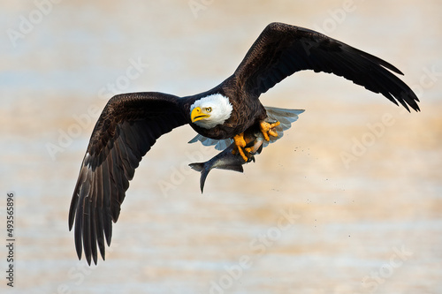 Bald Eagle in Flight with a Large Fish