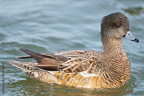 Female American Wigeon Floating in the River photo