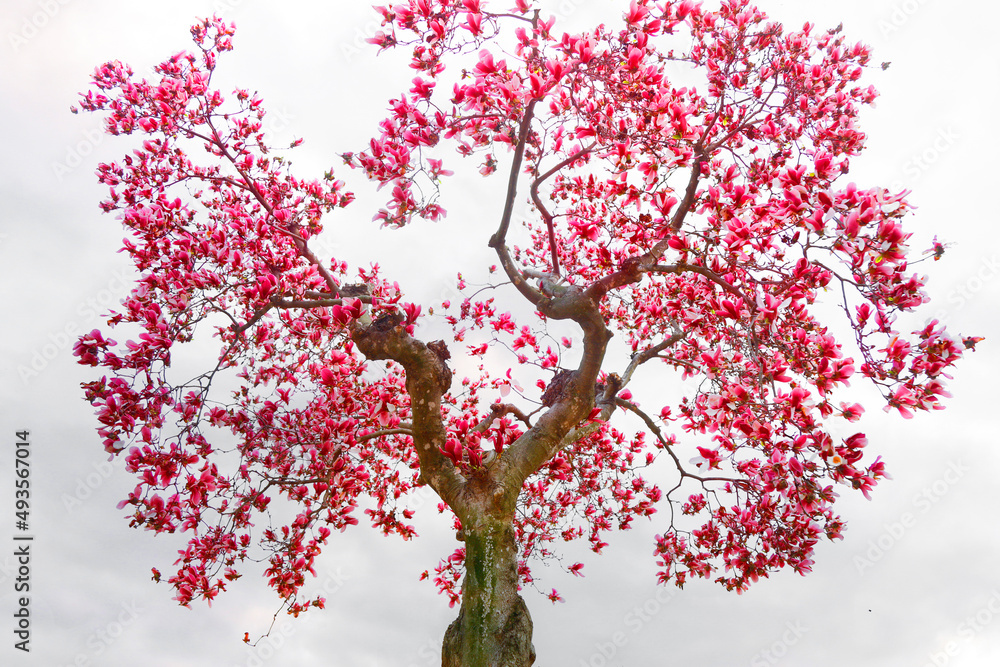 Pink Cherry Blossom Pink Cherry Blossom