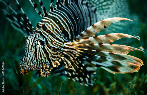 Lion Fish close up in the Red Sea, Egypt