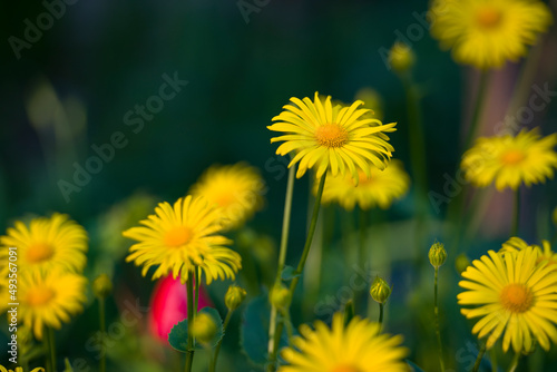 Yellow doronicum flower at summer time