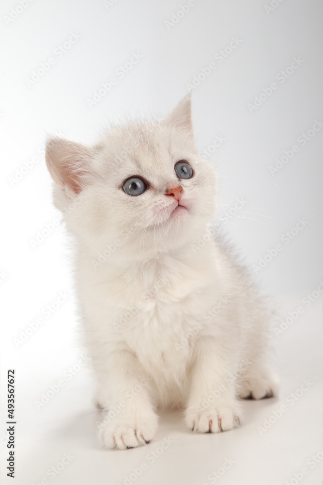 White fluffy classic persian cat isolated on white White fluffy classic persian cat isolated on white