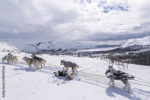 sled dog sled dogs in snow © Мария Быкова