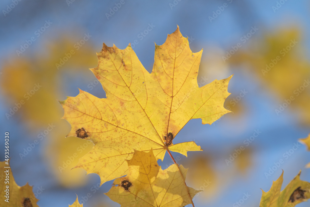 Autumn, bright leaves of trees close-up, landscape. Autumn, bright leaves of trees close-up, landscape.
