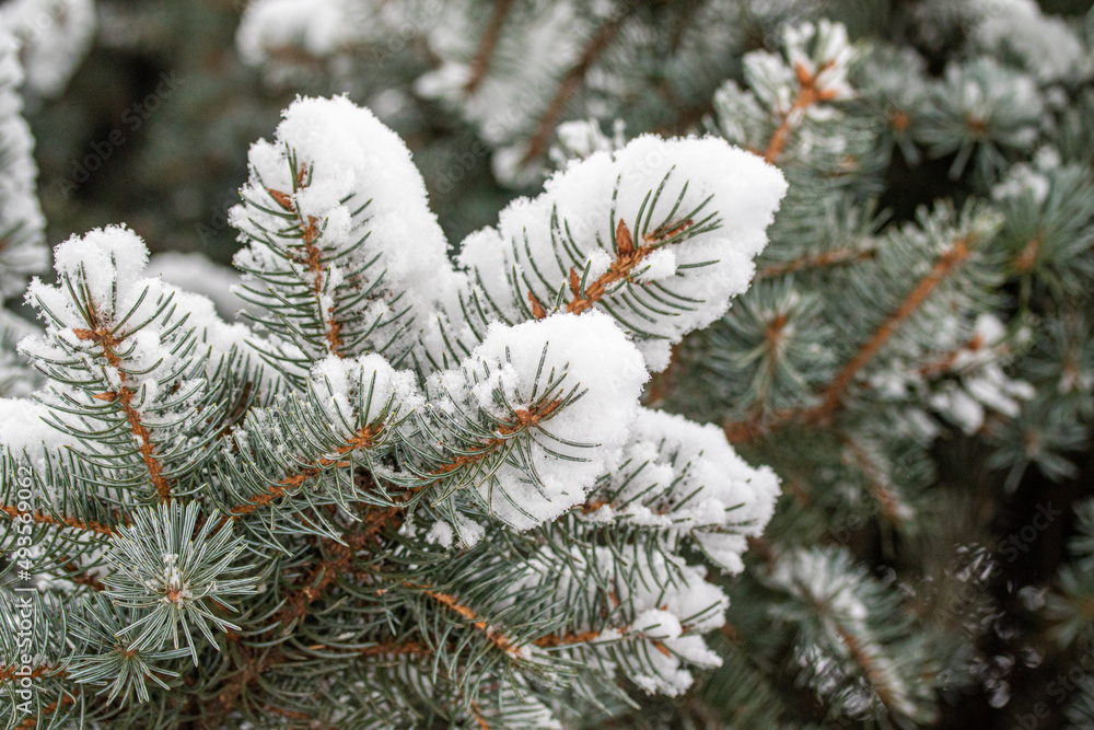 Fir green branches in the snow, in winter. Fir green branches in the snow, in winter.