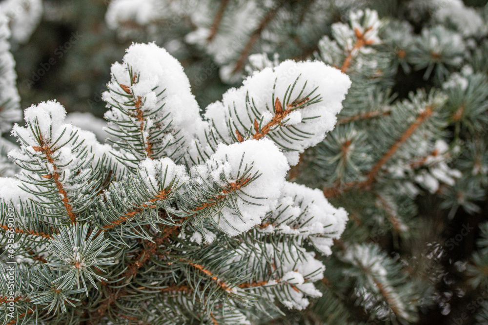 Fir green branches in the snow, in winter.