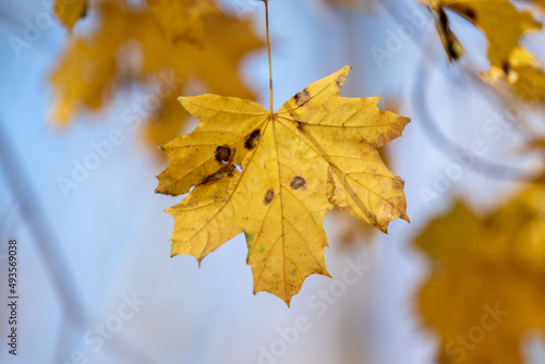 Autumn, bright leaves of trees close-up, landscape.