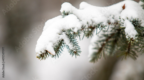 Fir green branches in the snow, in winter.