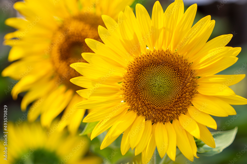 background texture nature yellow flowers sunflowers grow at garden background texture nature yellow flowers sunflowers grow at garden