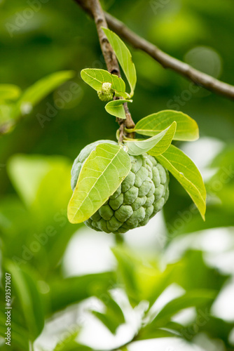 Fruit in Thailand during the rainy season is bright green litter.