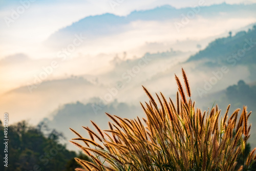 beautiful grass on the mountain and fog