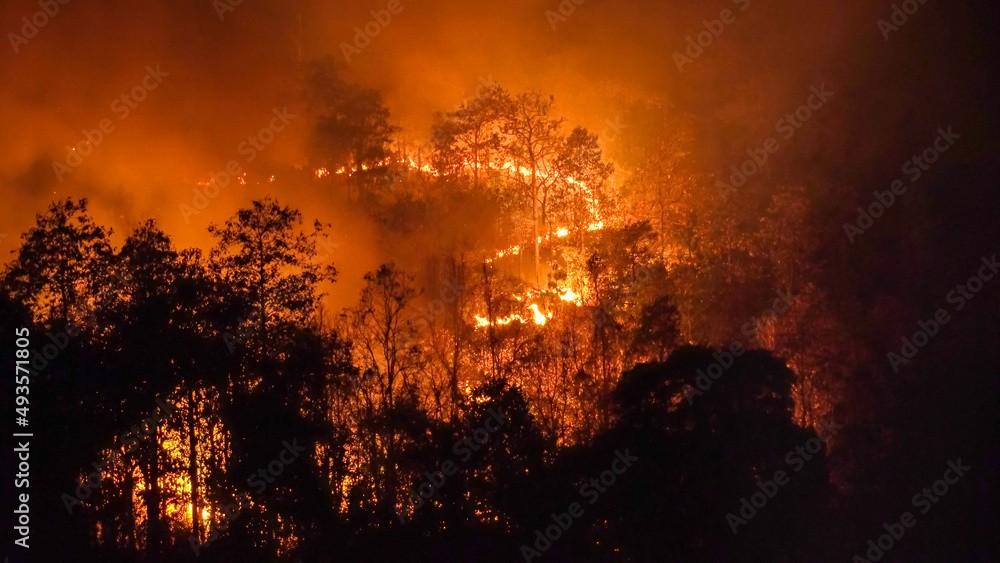 Wildfire disaster in tropical forest caused by human - obrazy, fototapety, plakaty 