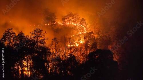 Fotografia Wildfire disaster in tropical forest caused by human