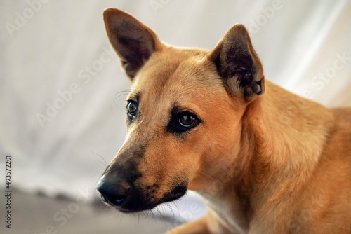 the intelligent look of a lonely red dog  mongrel or terrier. sad eyes of a pet. taking care of pets