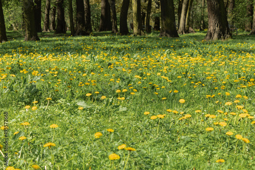 Beautiful green lawn landscape in the city park