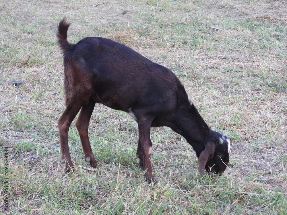 Black goat eating grass in the field Black goat eating grass in the field