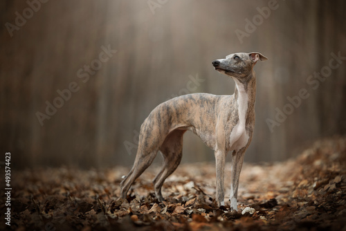 Obraz na plátně amazing whippet portrait in the forest