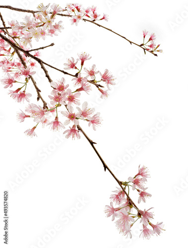 Prunus cerasoides flower, Wild Himalayan cherry plants, isolated on white background  © Dewins