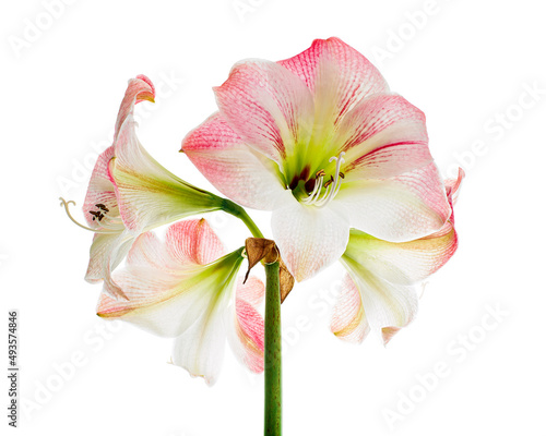 Hippeastrum or Amaryllis flowers ,Pink amaryllis flowers isolated on white background, with clipping path 