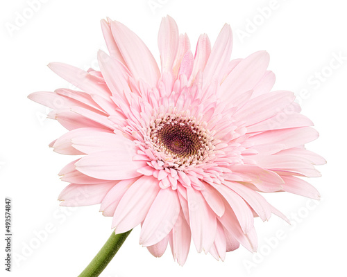 Pink Barberton daisy flower, Gerbera jamesonii, isolated on white background, with clipping path    photo