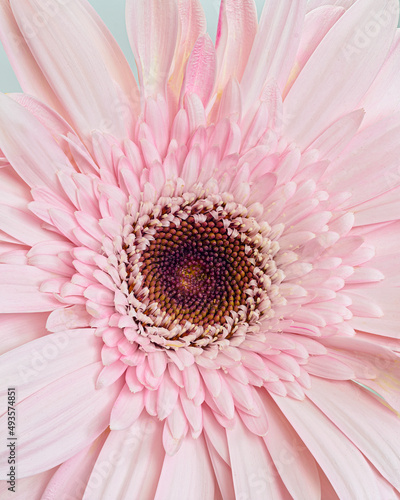 Pink Barberton daisy flower  Gerbera jamesonii  isolated on white background