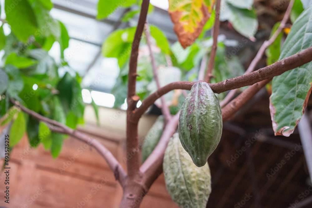 Fresh cocoa fruit at cacao tree