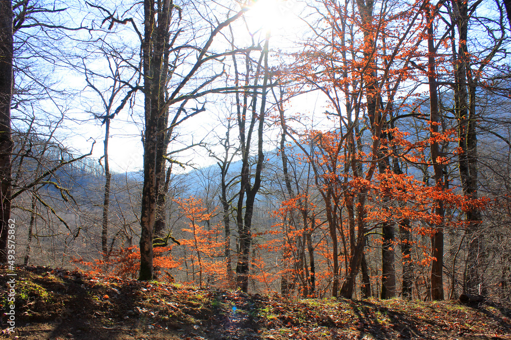 Fototapeta premium Trees with red leaves in the autumn forest.