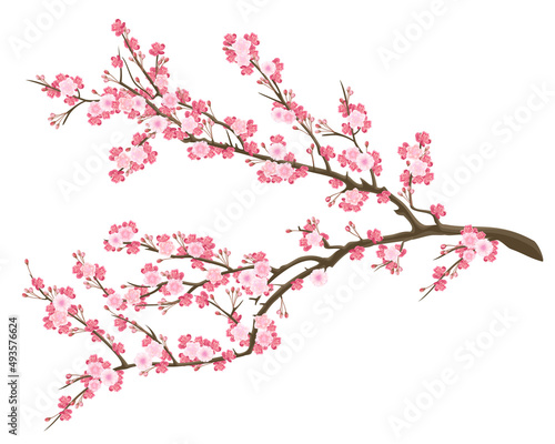 Blooming sakura branch with pink flowers, realistic vector illustration.
