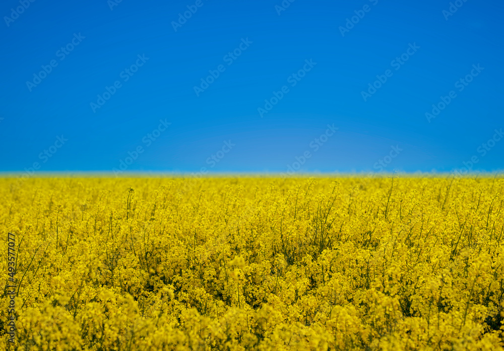 Obraz premium colors of Ukraine in a field of yellow flowers and blue sky
