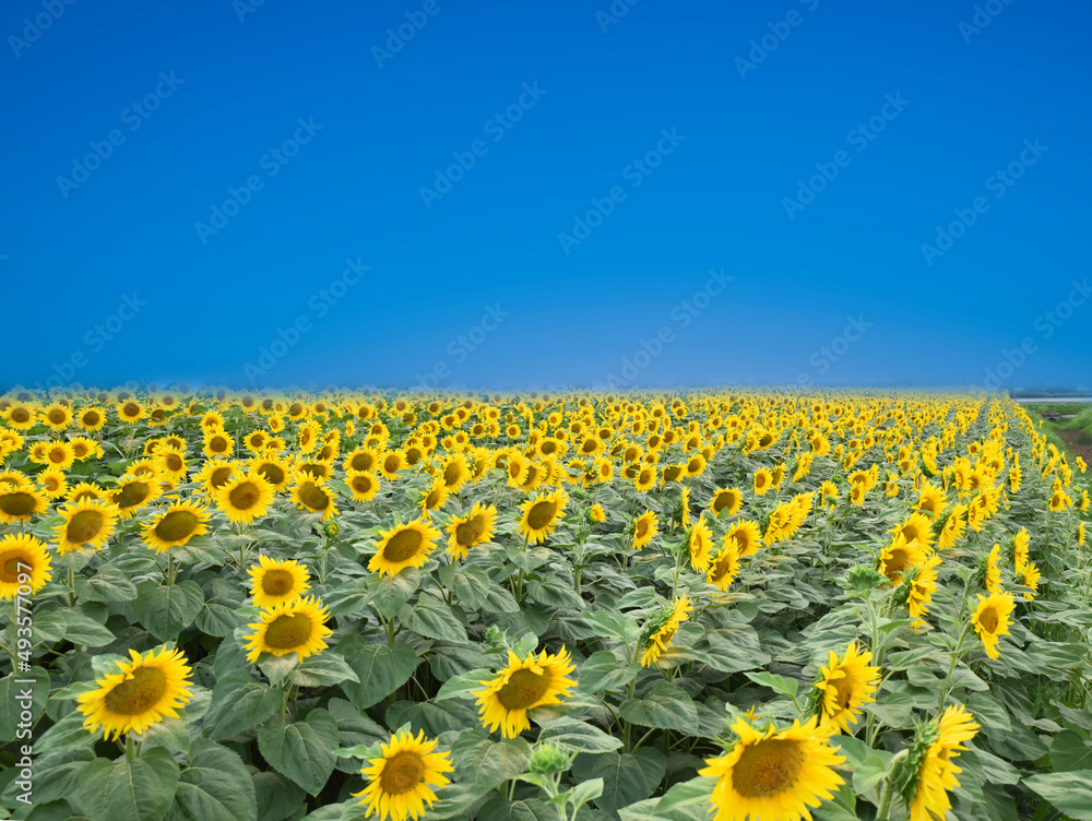 colors of Ukraine in a field of yellow flowers and blue sky colors of Ukraine in a field of yellow flowers and blue sky