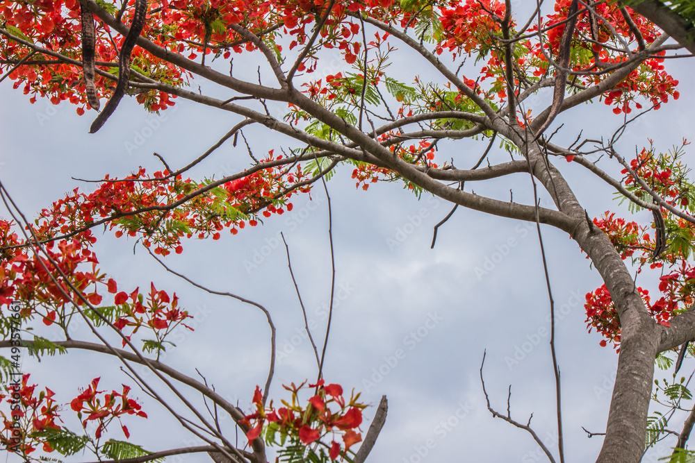 Fresh red flowers blossom during the rainy season. Fresh red flowers blossom during the rainy season.