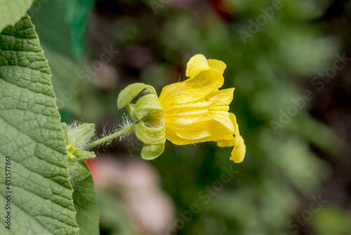 Goldencreeper (Thladiantha dubia) in garden photo