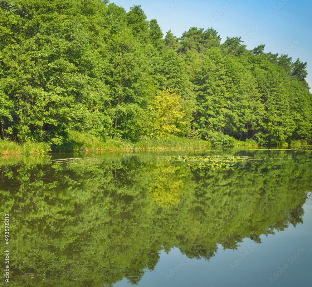 Leafy forest along river bank. Gorenka River in Kyiv outskirts. Ukrainian river landscape. Nature background.
Leafy forest along river bank. Gorenka River in Kyiv outskirts. Ukrainian river landscape. Nature background.