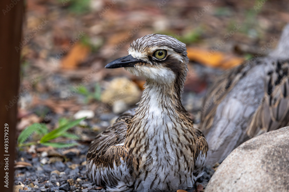 Bush Stone Curlew in Queensland Australia Bush Stone Curlew in Queensland Australia