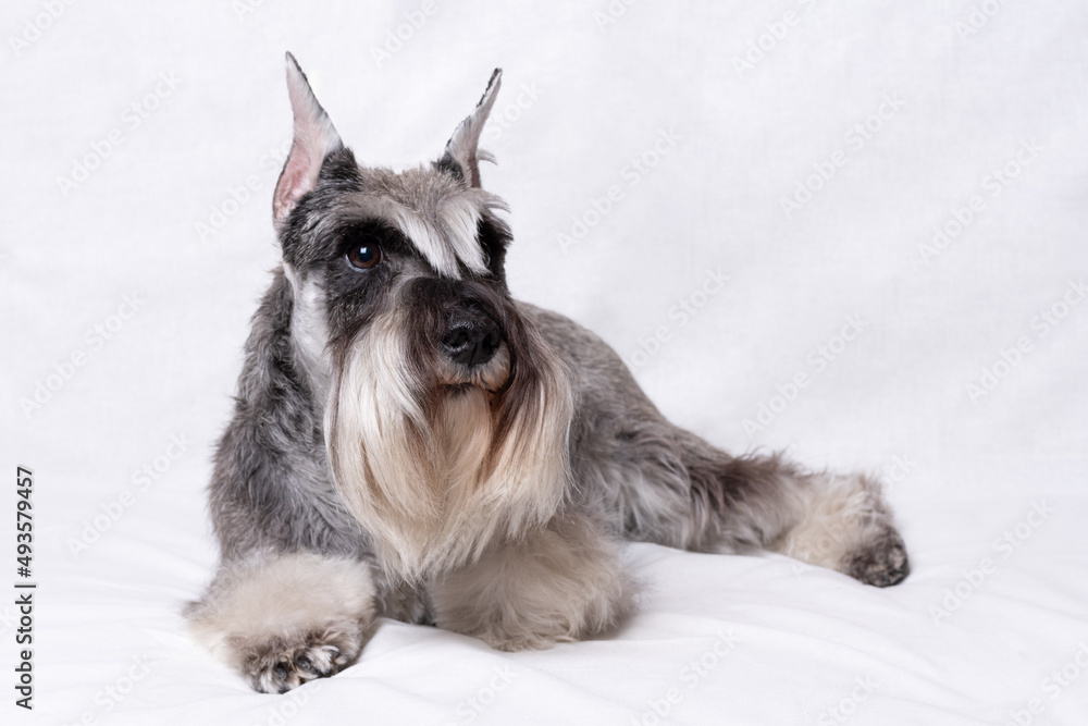Beautiful thoroughbred gray miniature schnauzer lies on a white background, copy space. Pedigree bearded miniature schnauzer of pepper and salt color is resting after the show.