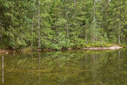 Trees on shore of lake Saarijärvi in summer, Espoo, Finland.