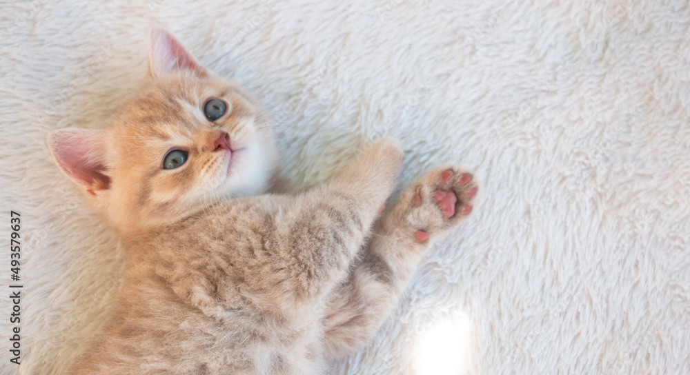 small British funny tabby kitten stretching on a white fluffy blanket