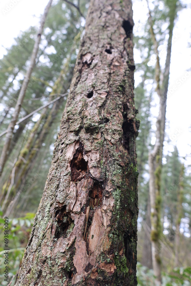 Large Tree Trunk Extending Upward With Decay and Damage from Animals Large Tree Trunk Extending Upward With Decay and Damage from Animals
