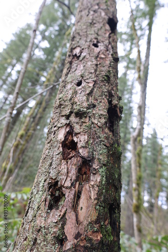 Large Tree Trunk Extending Upward With Decay and Damage from Animals