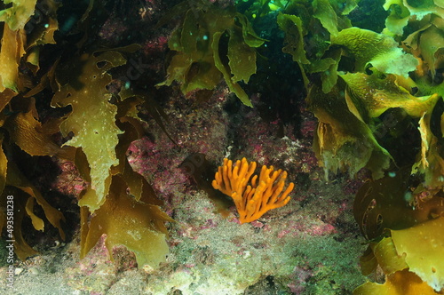 Small shrub of orange finger sponge Pararhaphoxya sinclairi hiding in shade under kelp fronds. Location: Leigh New Zealand photo